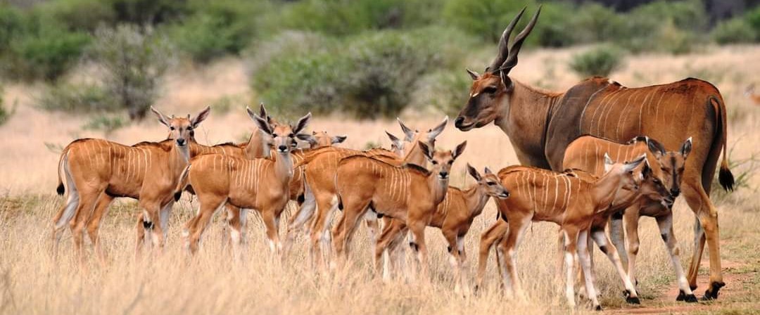 Blinkwater Hunting Safaris - Livingstone Eland
